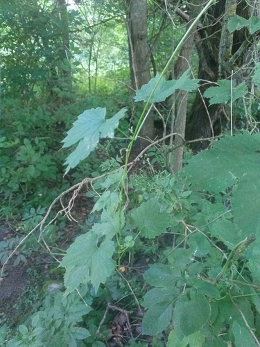 common hops