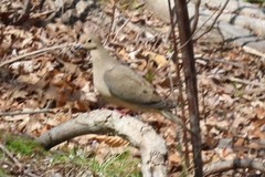 Zenaida macroura carolinensis
