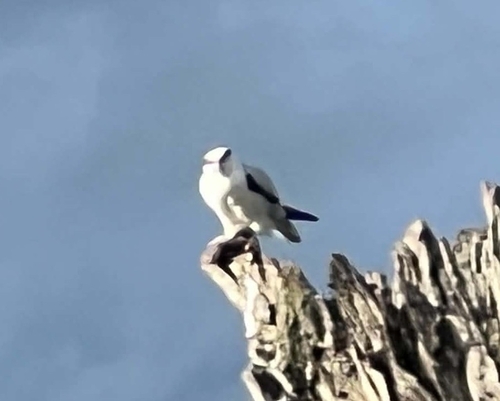 Black-shouldered Kite