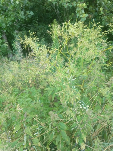 Broad-leaved Chervil
