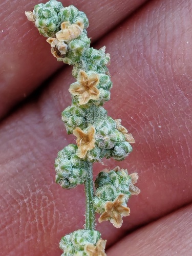 Grey Goosefoot