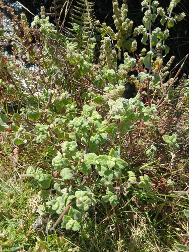 Minthostachys mollis, photograph 1