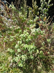 Minthostachys mollis