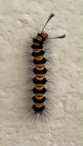 Asian Magpie Moth