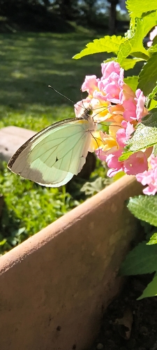 Green-eyed White
