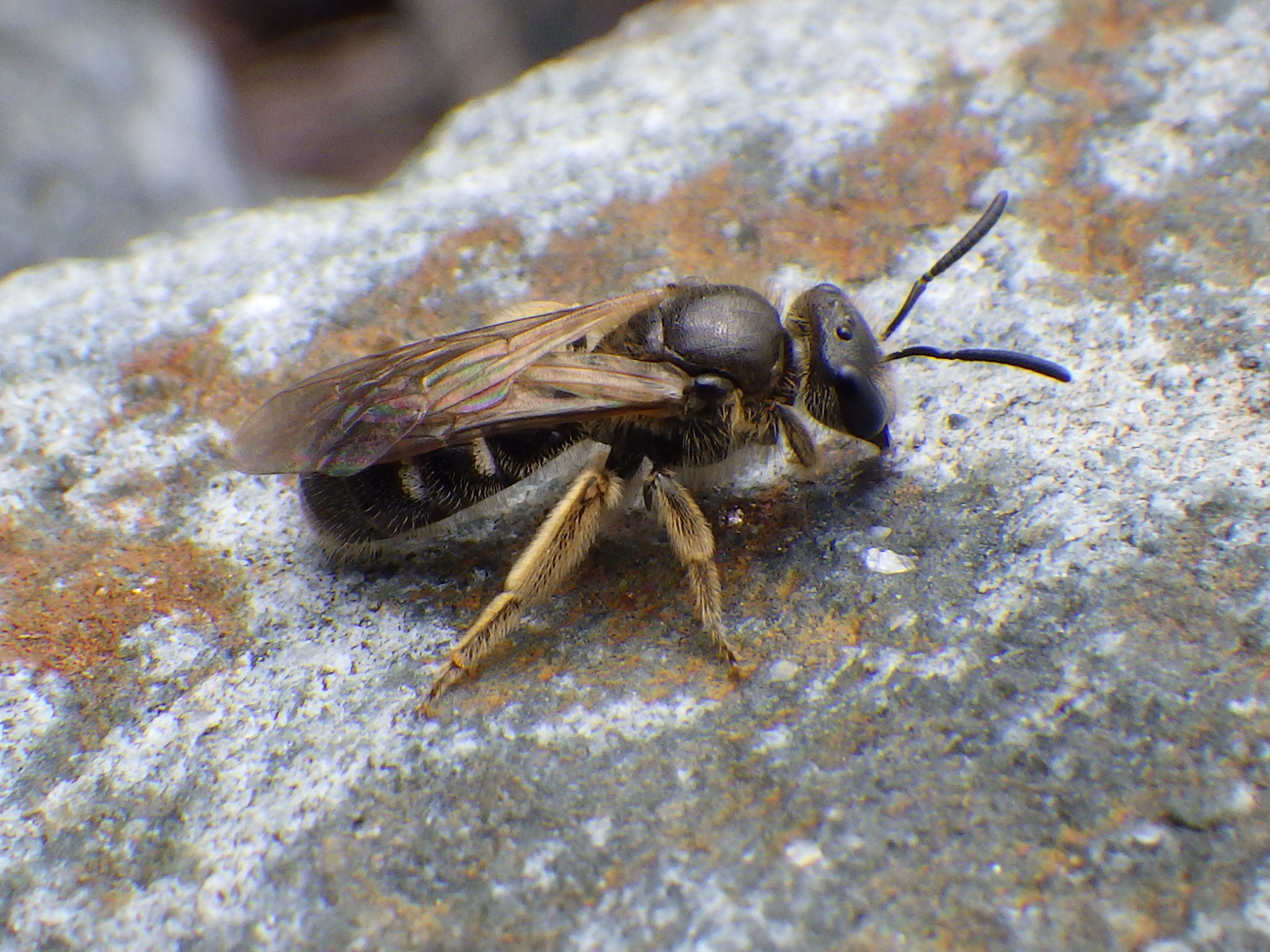 Abejas del Sudor (Familia Halictidae) · iNaturalist Ecuador