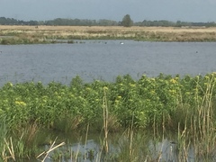 Tephroseris palustris