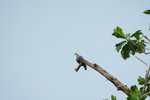 Ducula pinon observed 2026-07-01