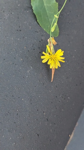 Ixeris chinensis, photograph 3