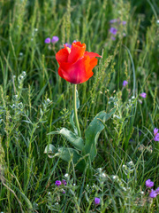 Tulipa greigii
