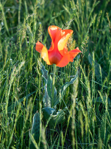 Tulipa greigii, photograph 3