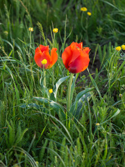 (c) Анатолий Озерной /Anatoly Ozernoy, some rights reserved (CC BY-SA) Tulipa greigii, photograph (c) Анатолий Озерной /Anatoly Ozernoy, some rights reserved (CC BY-SA)