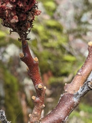Rhus × borealis