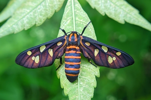 sandalwood defoliator