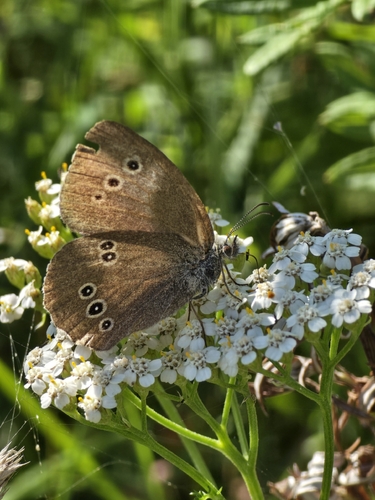 Ringlet
