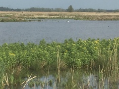 Tephroseris palustris