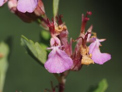 (c) Louis Aureglia, some rights reserved (CC BY) Teucrium lucidum, photograph (c) Louis Aureglia, some rights reserved (CC BY)
