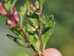 (c) Louis Aureglia, some rights reserved (CC BY) Teucrium lucidum, photograph (c) Louis Aureglia, some rights reserved (CC BY)