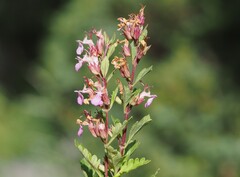 (c) Louis Aureglia, some rights reserved (CC BY) Teucrium lucidum, photograph (c) Louis Aureglia, some rights reserved (CC BY)