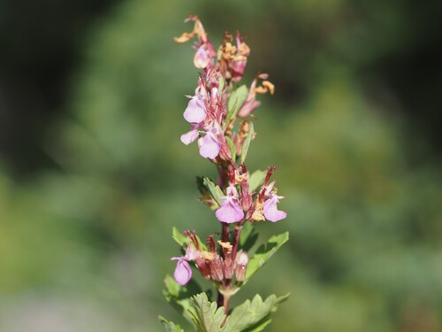 Teucrium lucidum, photograph 4