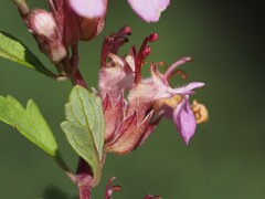 Teucrium lucidum