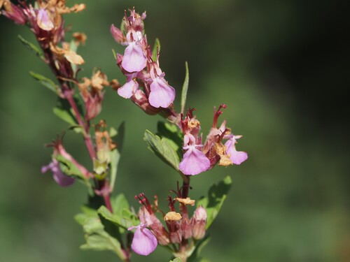 Teucrium lucidum, photograph 5