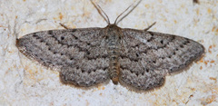Lobocleta granitaria