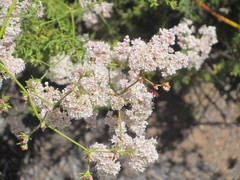 Eriogonum cinereum