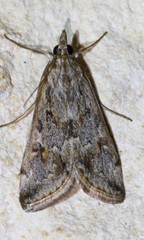 Loxostege allectalis