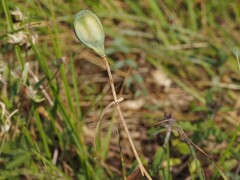 Fritillaria involucrata