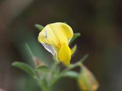 Ononis natrix, photograph (c) Louis Aureglia, some rights reserved (CC BY)
