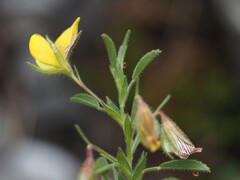 Ononis natrix, photograph (c) Louis Aureglia, some rights reserved (CC BY)
