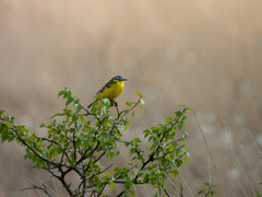 Motacilla flava flava