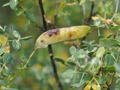 Cytisophyllum sessilifolium