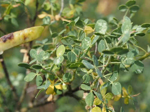 Cytisophyllum sessilifolium, photograph 1