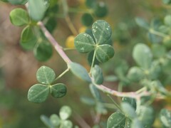 Cytisophyllum sessilifolium, photograph (c) Louis Aureglia, some rights reserved (CC BY)