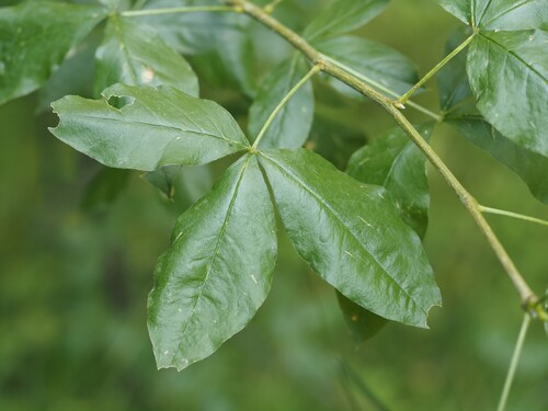 Laburnum alpinum, 2026-07-26
