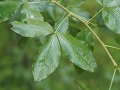Laburnum alpinum, photograph (c) Louis Aureglia, some rights reserved (CC BY)
