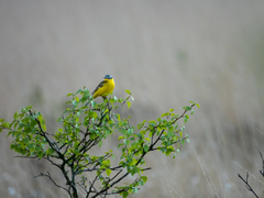 Motacilla flava flava