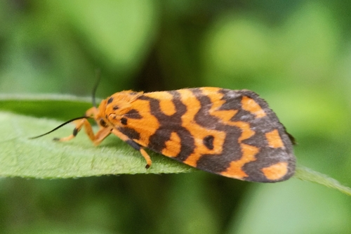 Footman moth