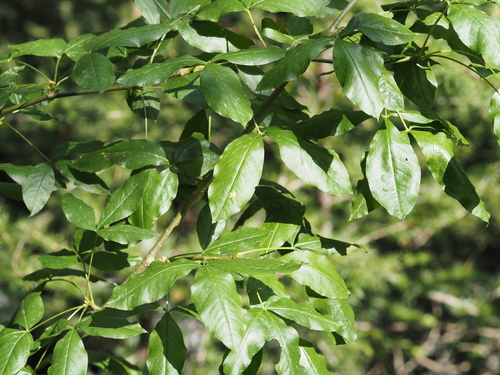 Laburnum alpinum, photograph 6