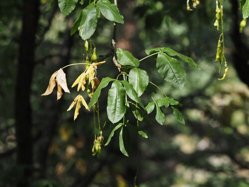 Laburnum alpinum, 2026-07-26