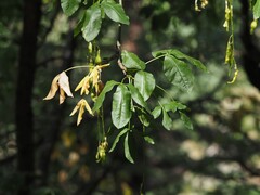 Laburnum alpinum, photograph (c) Louis Aureglia, some rights reserved (CC BY)
