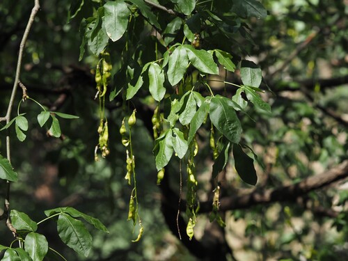 Laburnum alpinum, photograph 3