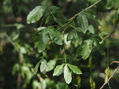 Laburnum alpinum, photograph 2