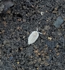 Platyarthrus hoffmannseggii