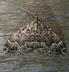 Lampropteryx suffumata