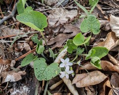 Brunnera macrophylla