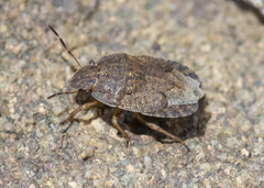 Sciocoris microphthalmus