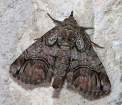 Paectes pygmaea